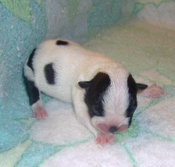 Boston Terrier Puppies for Sale